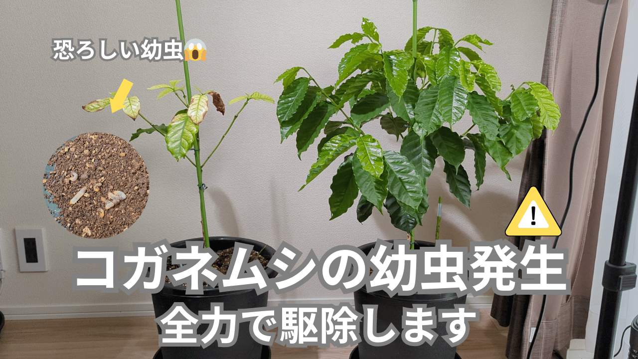 コガネムシの幼虫の駆除方法まとめました | コーヒーの木